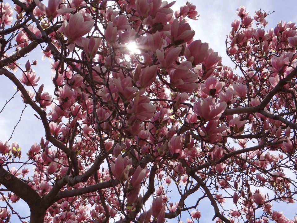 Blick in eine in voller Blüte stehende rosa Magnolie vor hellblauem Himmel, die Sonne scheint durch die Äste