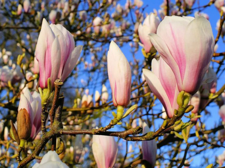 Magnolia Bestattungen-Magnolien Baum. Baumbestattungskosten