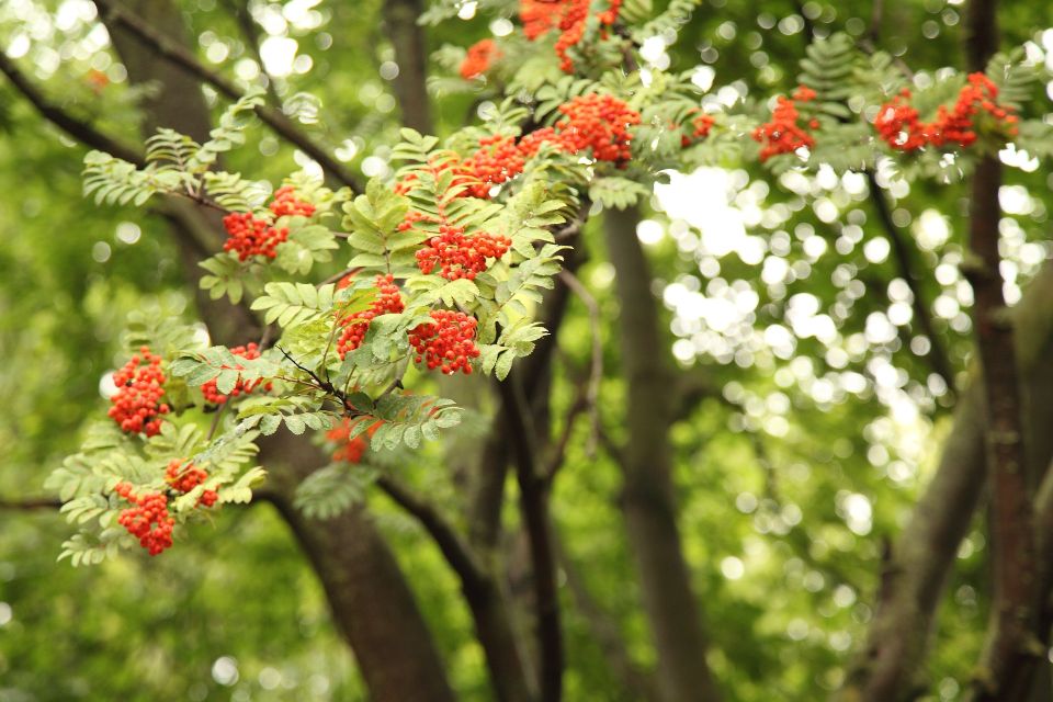 Ein Vogelbeerbaum, die Äste im Hintergrund unscharf, im Vordergrund ein Ast voller grüner Blätter und roter Beeren