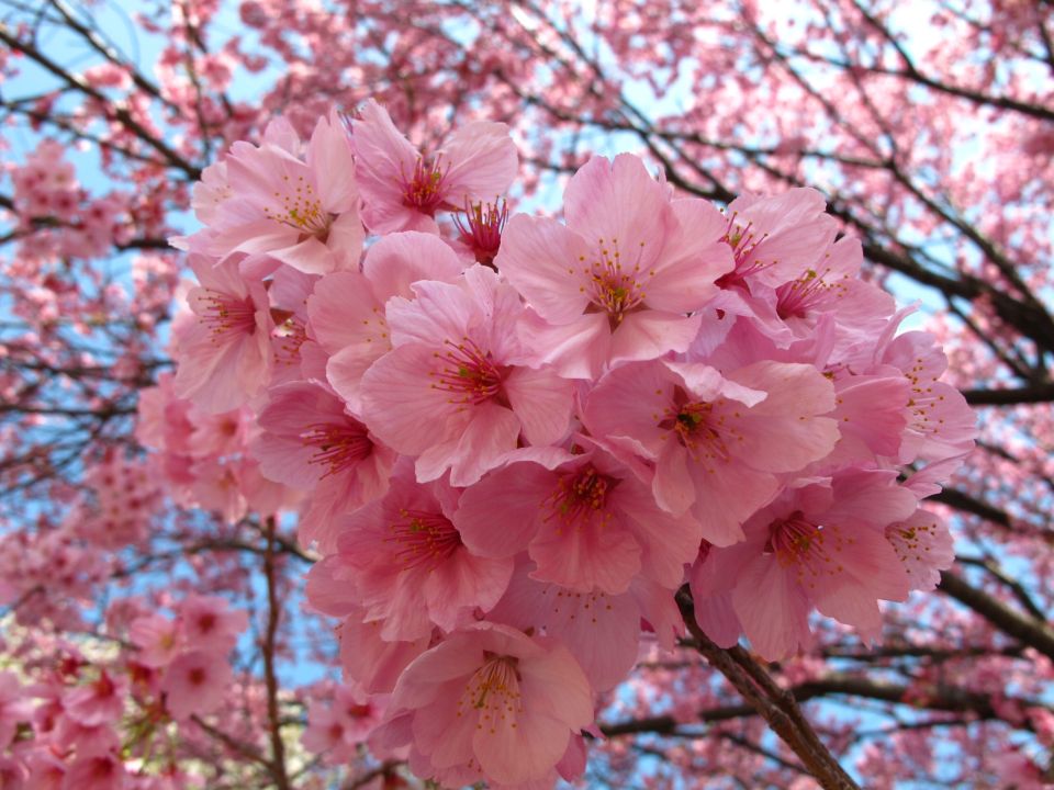 Blick in einen Kirschbaum voller rosa Blüten