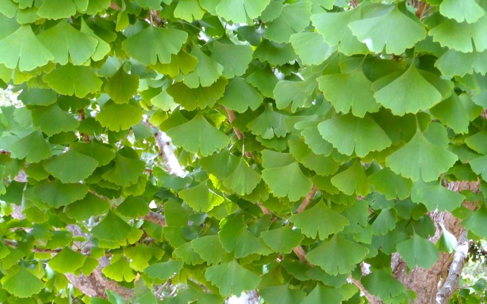 Bildfüllend hellgrüne Gingko-Blätter